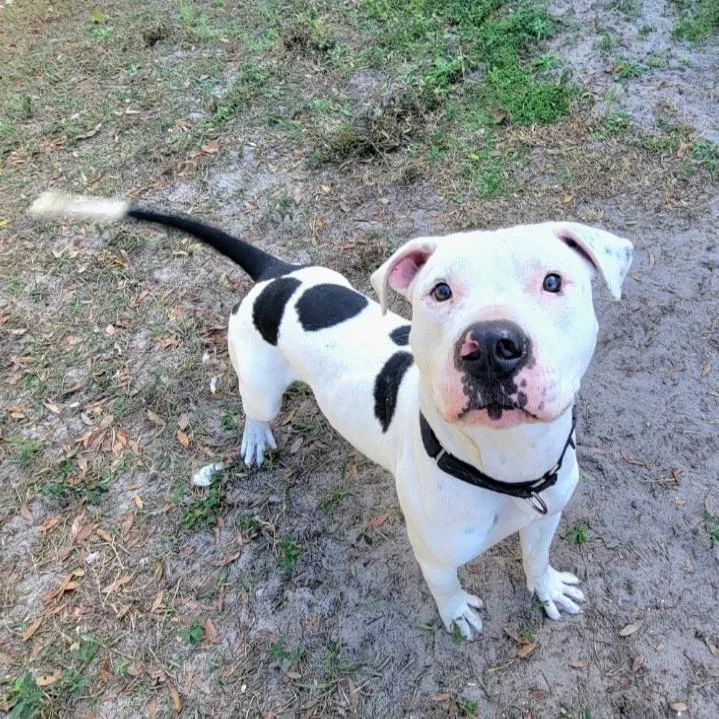 Ferdinand thumbnail 5