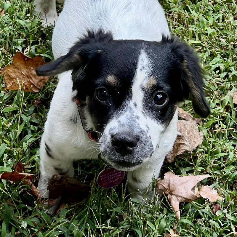 A baby medium-sized female Tricolor (Brown, Black, & White) Spaniel dog named Dottie for adoption in Greensboro, NC