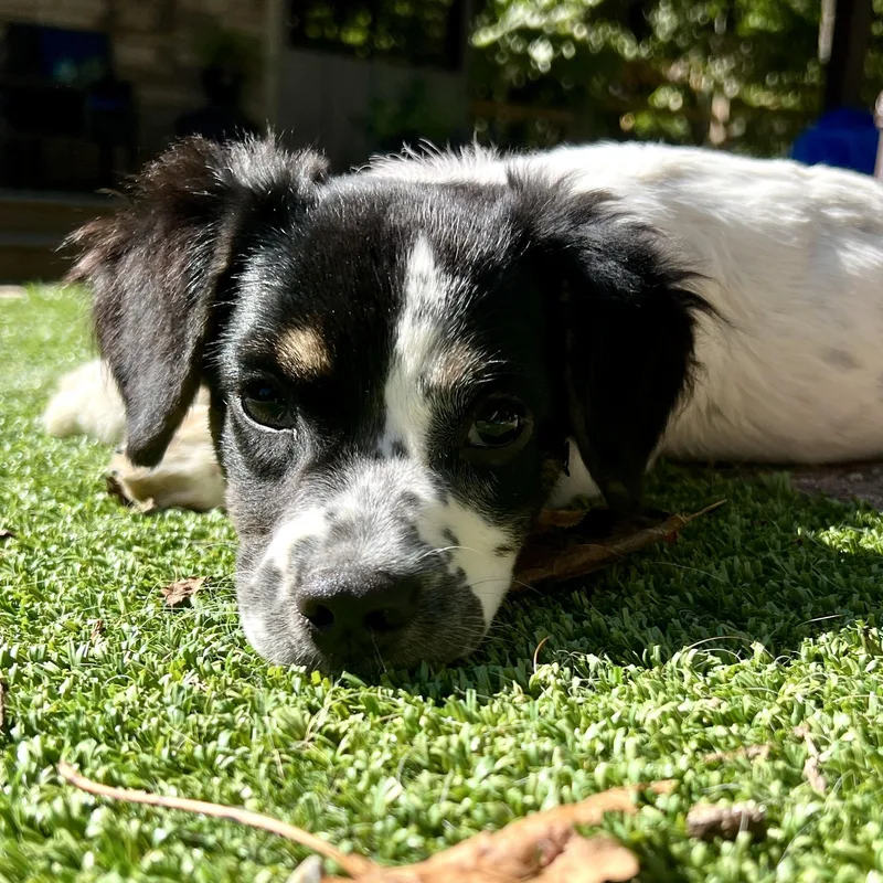 Dottie thumbnail 2