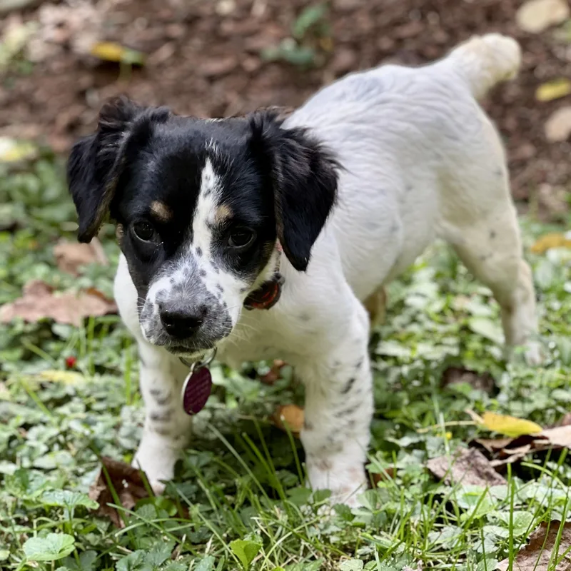 Dottie thumbnail 3