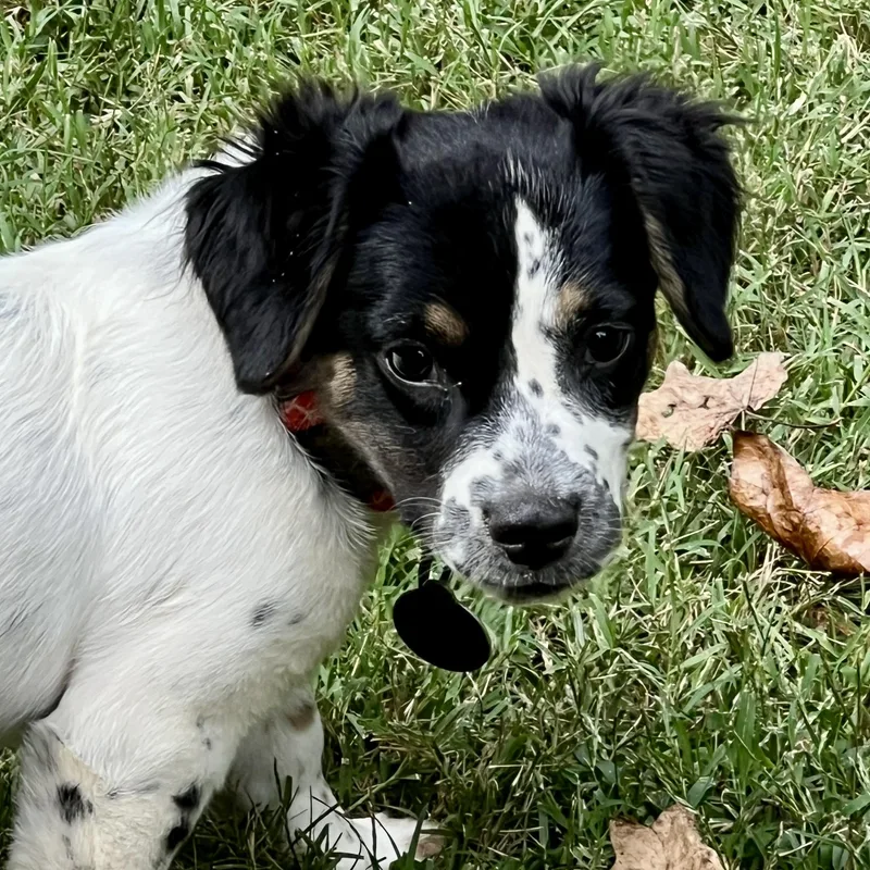 Dottie thumbnail 6