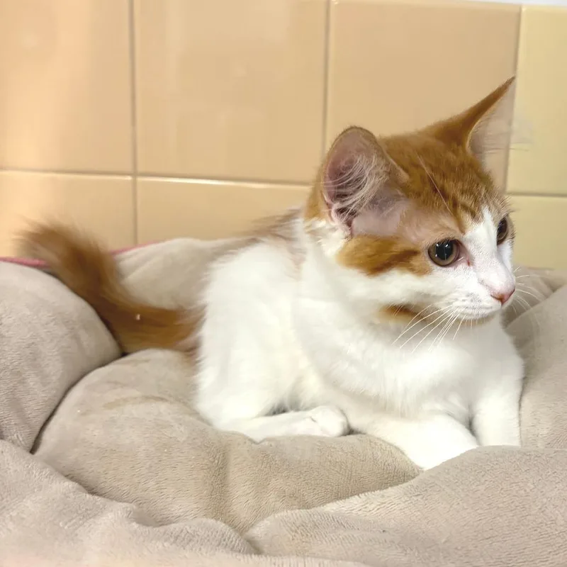 A baby small-sized male Orange / Red Domestic Short Hair cat named Curry for adoption in East Hampton, NY