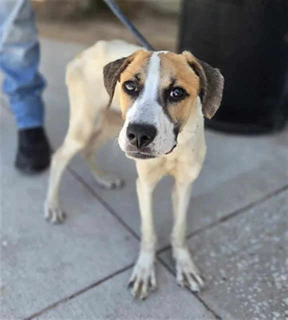 A young large-sized female Mixed Breed dog named Emmett for adoption in Dallas, TX