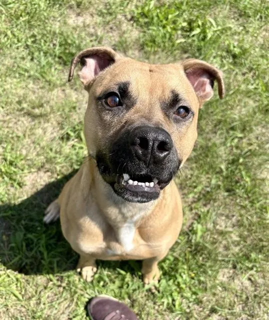 A young large-sized male American Staffordshire Terrier dog named Trevor for adoption in Kalamazoo, MI