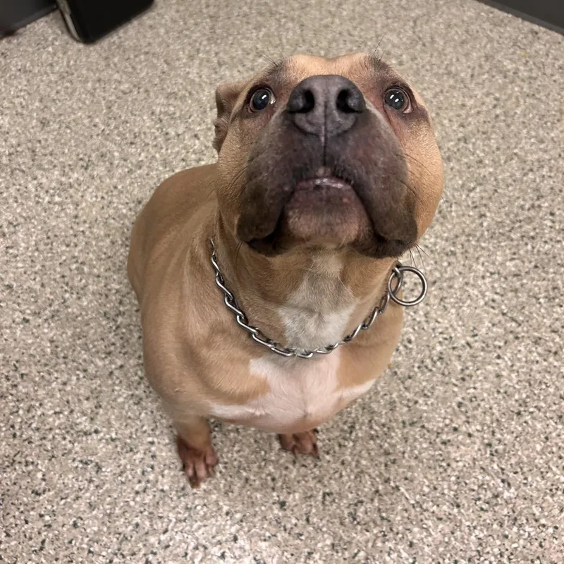 An adult large-sized female Yellow / Tan / Blond / Fawn English Bulldog dog named Zaza for adoption in Cedar Rapids, IA