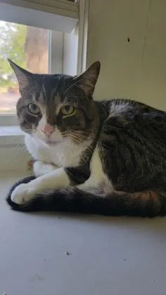 An adult small-sized male Domestic Short Hair cat named Sosuke for adoption in South Bend, IN