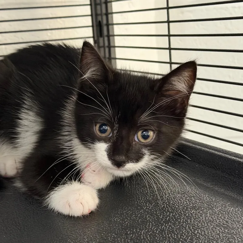 A baby small-sized male Black Domestic Short Hair cat named Towd for adoption in Hampton Bays, NY