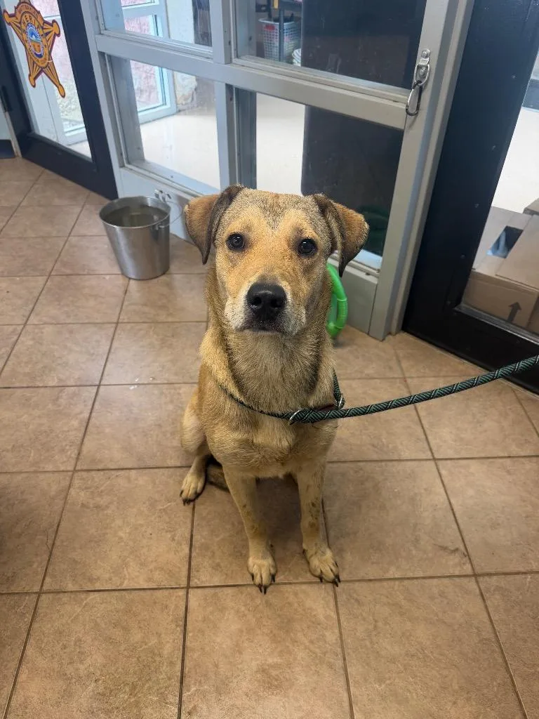 A young medium-sized male Mixed Breed dog named Unknown Kentucky Ave for adoption in Marion, OH