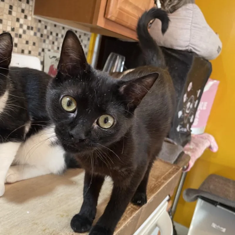 A young small-sized male Black Domestic Short Hair cat named Pringles for adoption in Howard beach, NY