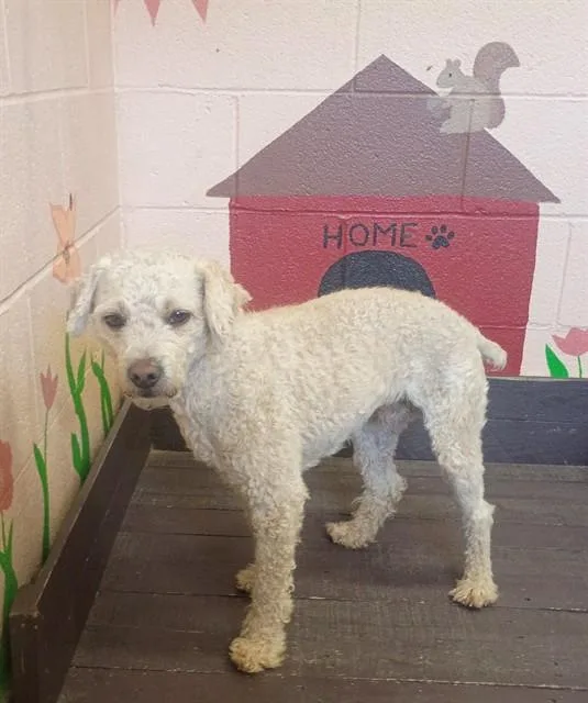 An adult small-sized male Poodle dog named Melon for adoption in Castaic, CA