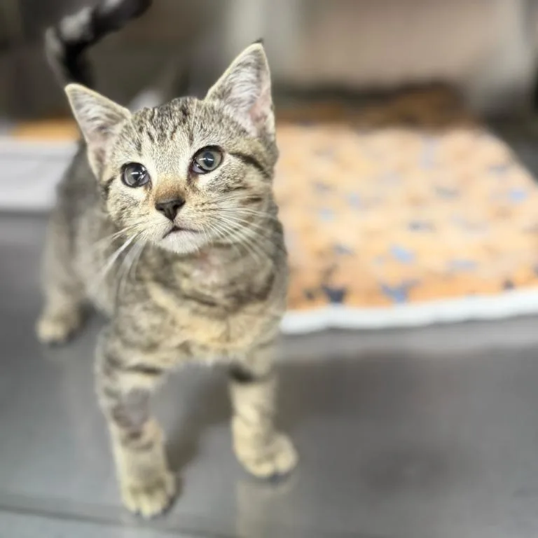 A baby small-sized female Domestic Short Hair cat named Yappuccino for adoption in Wayne, NJ