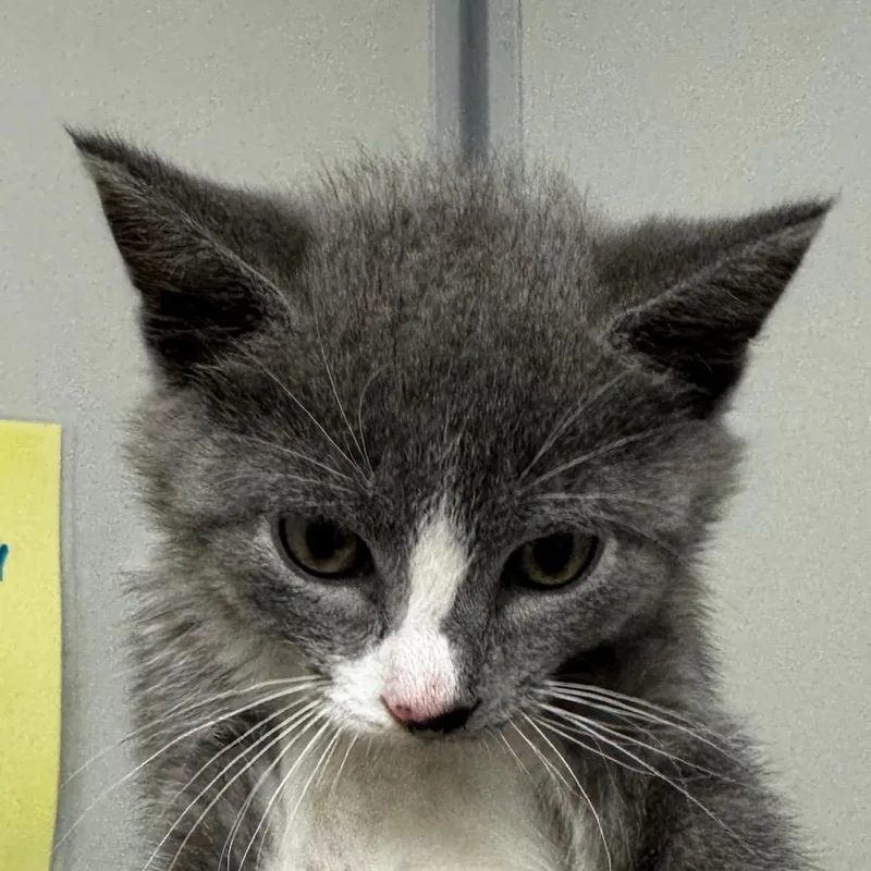A baby small-sized male Gray / Blue / Silver Domestic Short Hair cat named Blueberry for adoption in Concord, NC