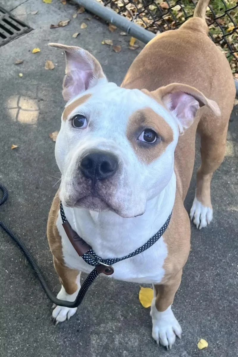 An adult medium-sized male White / Cream Pit Bull Terrier dog named Tobey for adoption in Chicago, IL