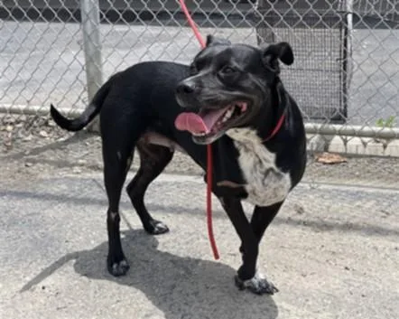 An adult medium-sized female Pit Bull Terrier dog named Lady for adoption in Los Angeles, CA