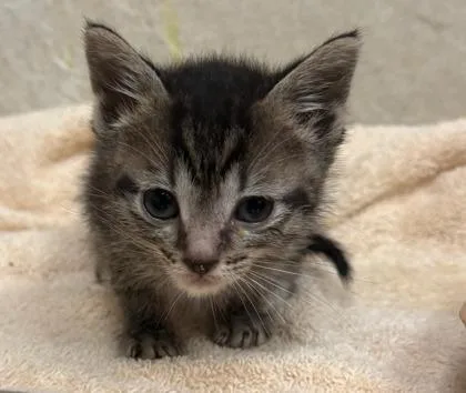 A baby small-sized male Domestic Short Hair cat named Loki for adoption in Honolulu, HI