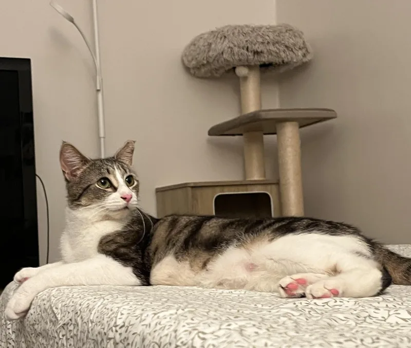 A young large-sized female Domestic Short Hair cat named Biscuit for adoption in Rochester, NY