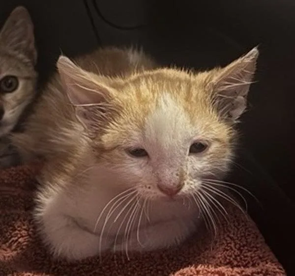A baby small-sized male Domestic Short Hair cat named Rhys for adoption in Escondido, CA