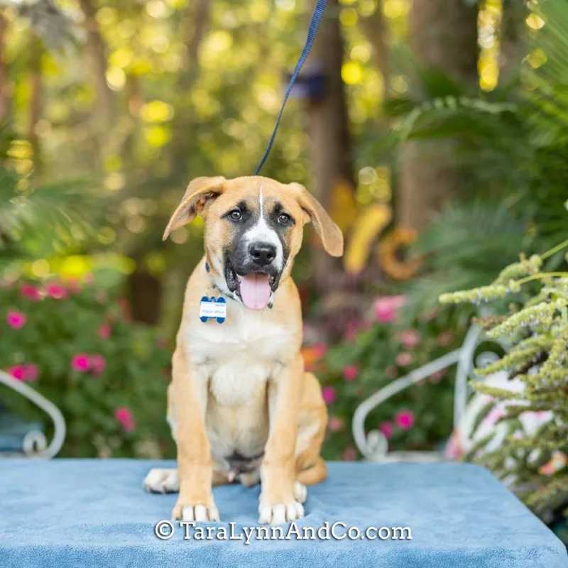 A baby small-sized male Shepherd dog named Belgium Wheat for adoption in Wake Forest, NC