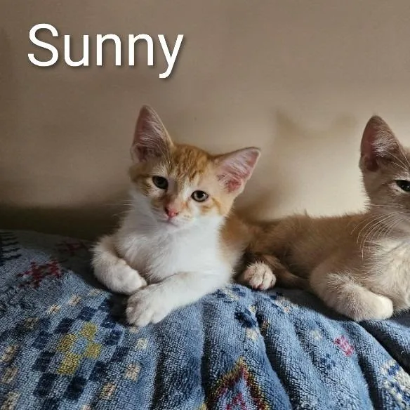 A baby small-sized male Orange / Red Domestic Short Hair cat named Sunny for adoption in Traverse City, MI