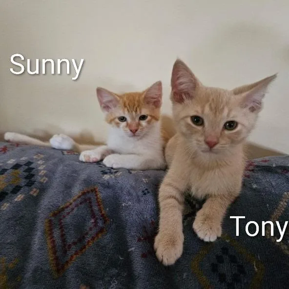 Sunny thumbnail 2