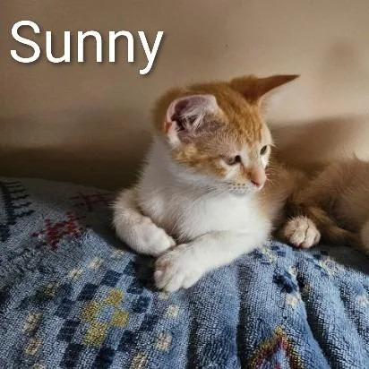 Sunny thumbnail 3