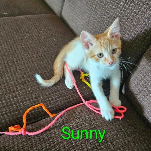 Sunny thumbnail 5
