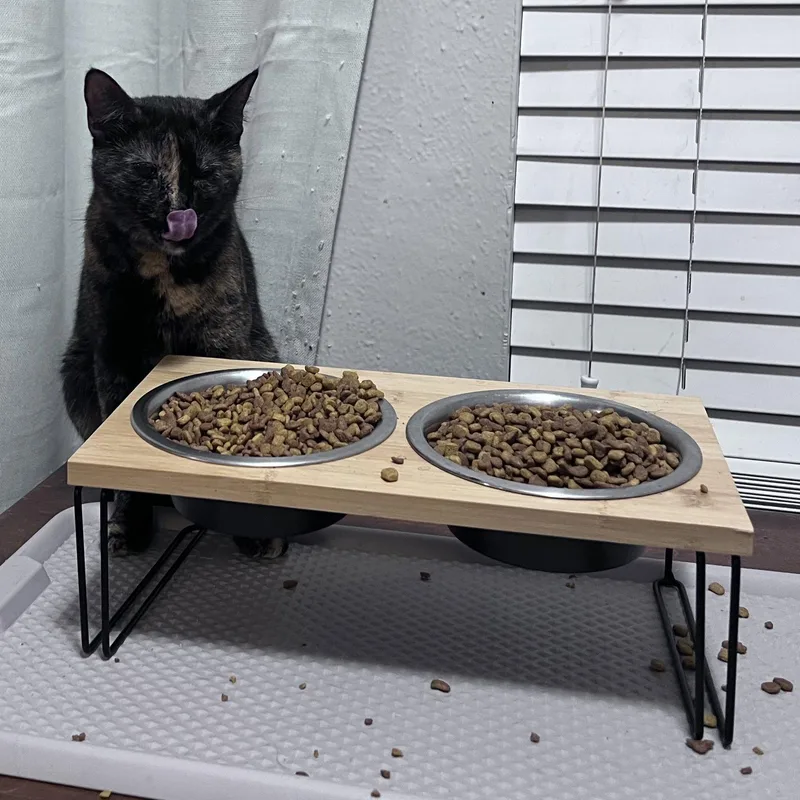 An adult medium-sized female Tortoiseshell cat named Lu whiskeredshadow for adoption in Houston, TX