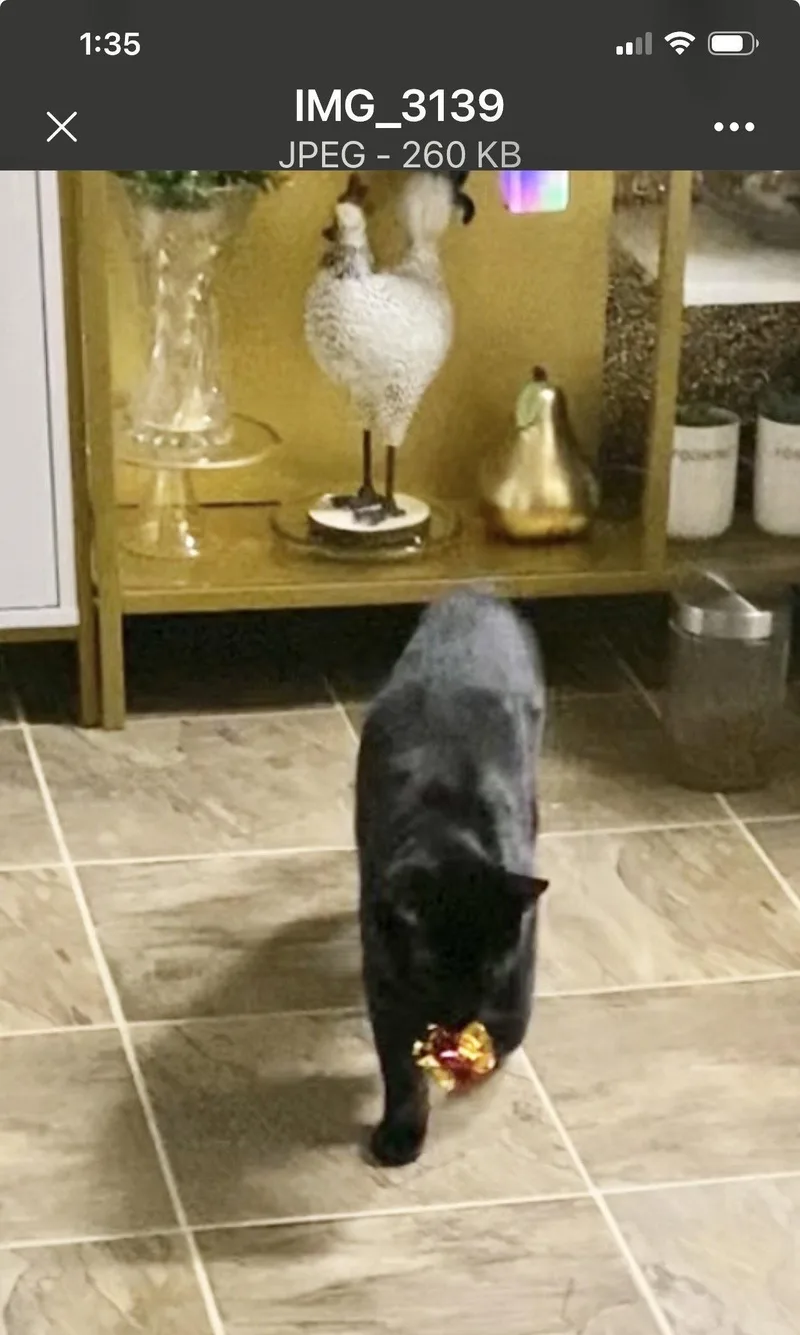 A young medium-sized male Black Domestic Short Hair cat named Costa & Serafina for adoption in Herndon, VA