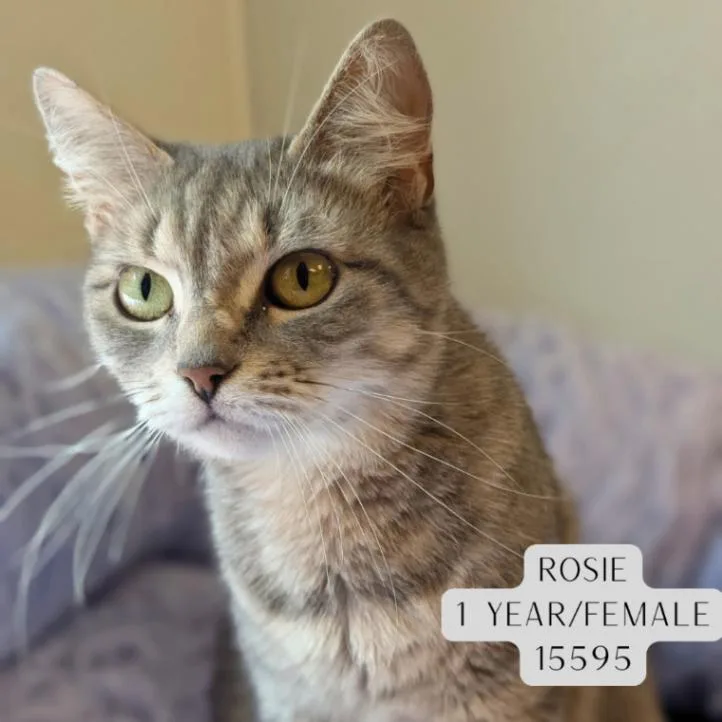 Rosie