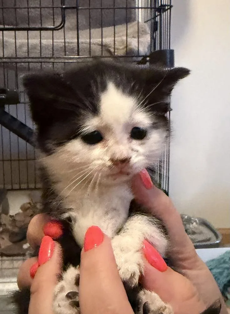 A baby small-sized female Black & White / Tuxedo Domestic Short Hair cat named Raspberry Jam for adoption in Poplar Grove, IL