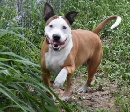 An adult large-sized male Brown / Chocolate American Staffordshire Terrier dog named Dunkan for adoption in Inverness, FL