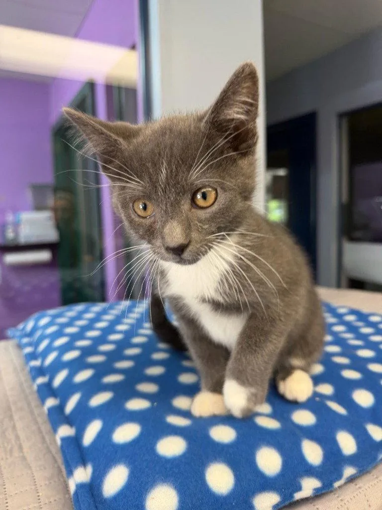 A baby small-sized male Domestic Short Hair cat named Rainy for adoption in Lovingston, VA