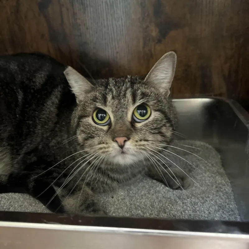 An adult medium-sized female Brown / Chocolate Domestic Short Hair cat named Katy for adoption in Las Vegas, NV