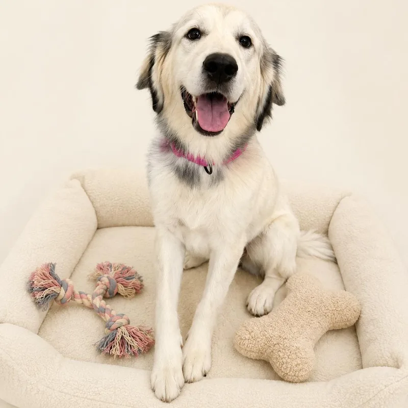A young extra large-sized female White / Cream Great Pyrenees dog named Everest "Evee" for adoption in Redwood Falls, MN