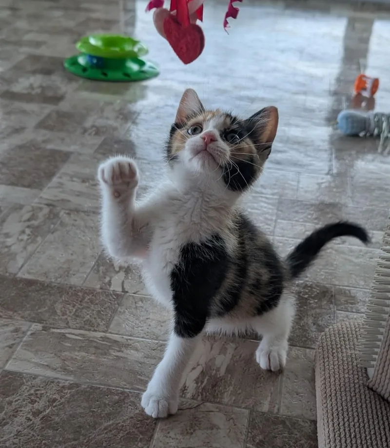 Jazzie
