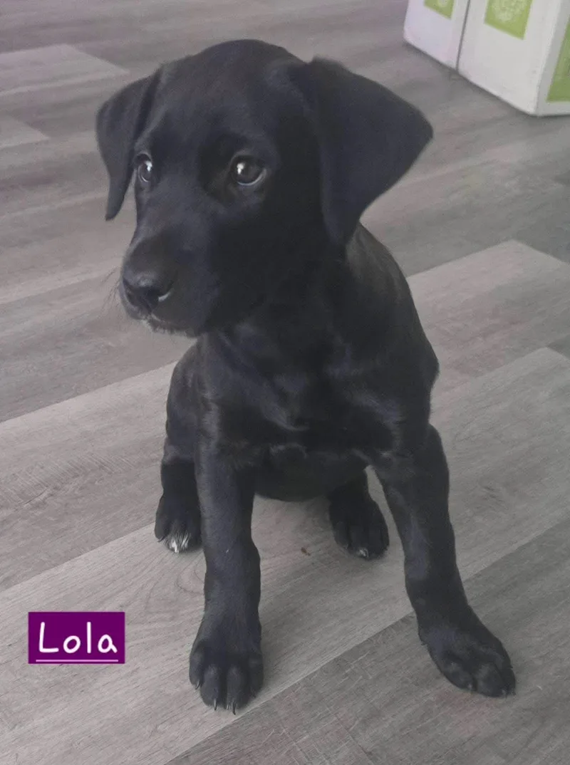 A baby medium-sized female Labrador Retriever dog named Lola for adoption in Alexander, AR