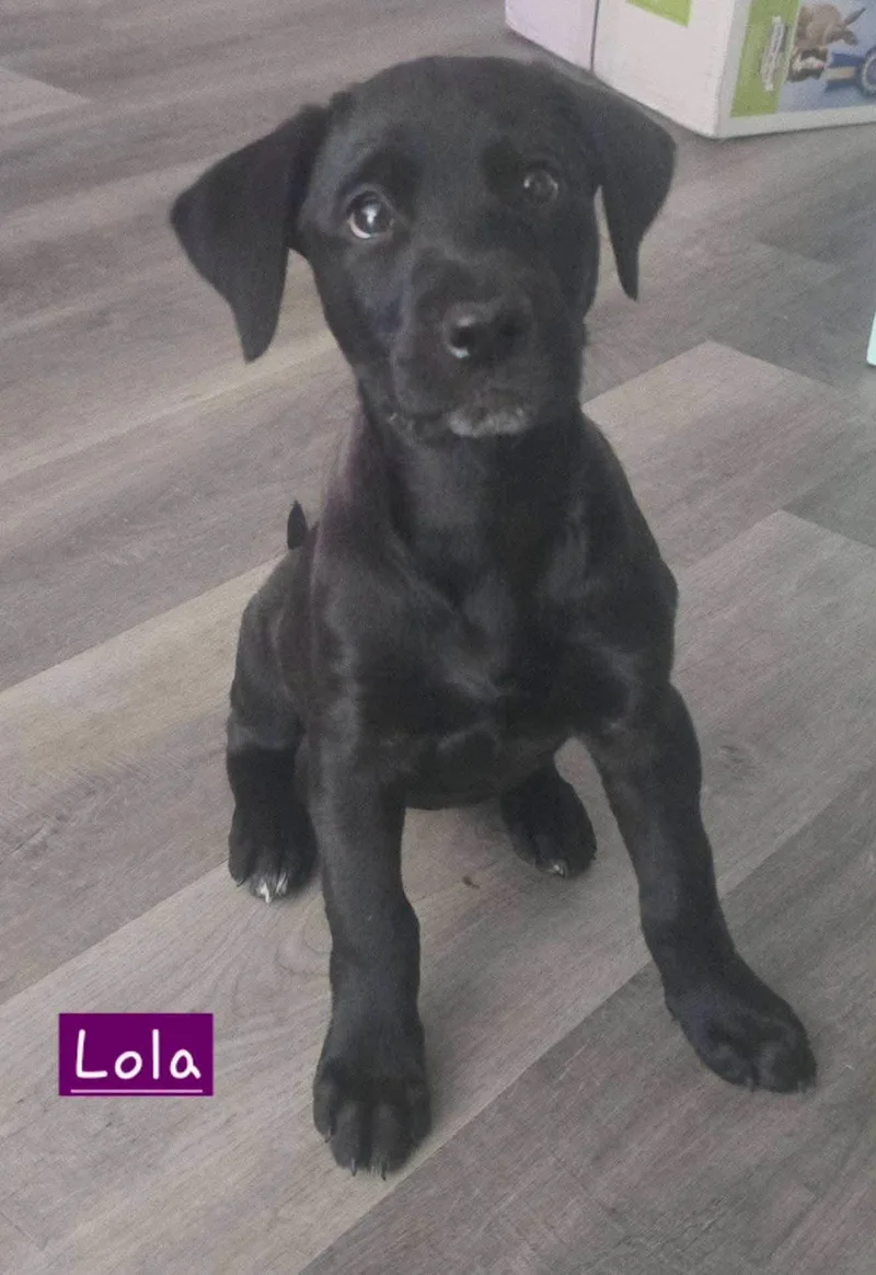 Lola thumbnail 3