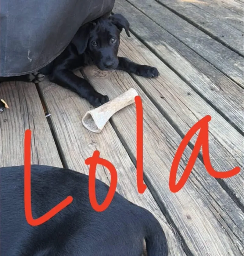 Lola thumbnail 5