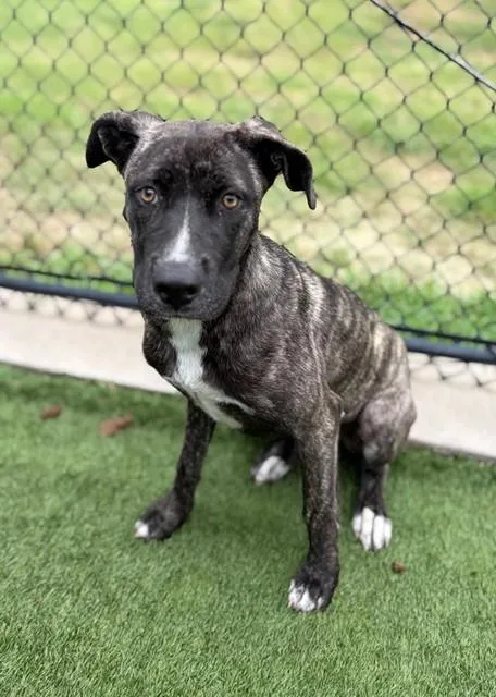 A young medium-sized female Mixed Breed dog named Janie for adoption in Dallas, TX