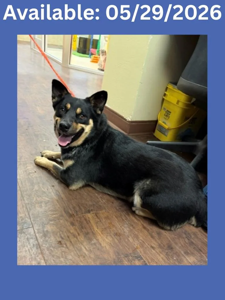 An adult medium-sized male Australian Cattle Dog / Blue Heeler dog named Dog Kennel Kodiak for adoption in Greenville, TX