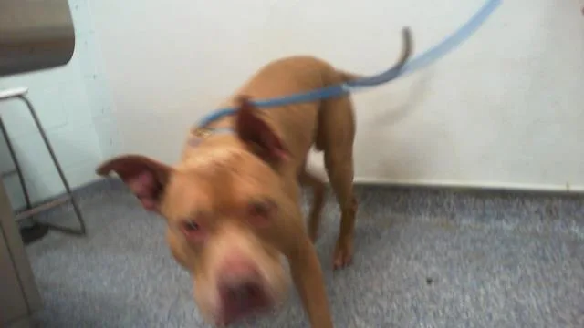 An adult large-sized male Pit Bull Terrier dog named A for adoption in Charlotte, NC