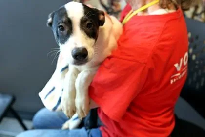 A baby medium-sized male Mixed Breed dog named Planet Fitness for adoption in West Chester, PA