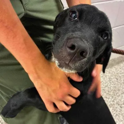 A baby small-sized male Terrier dog named Apollo for adoption in Gastonia, NC