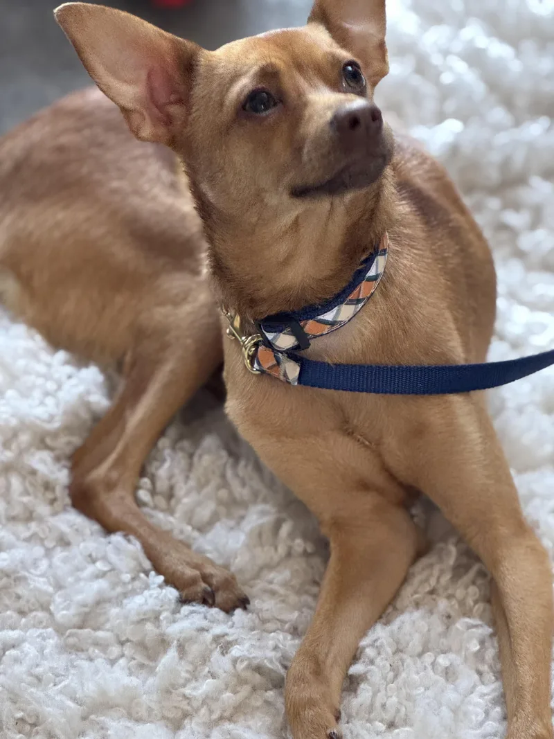 An adult small-sized male Brown / Chocolate Italian Greyhound dog named Freddie K. for adoption in Woodbury, CT