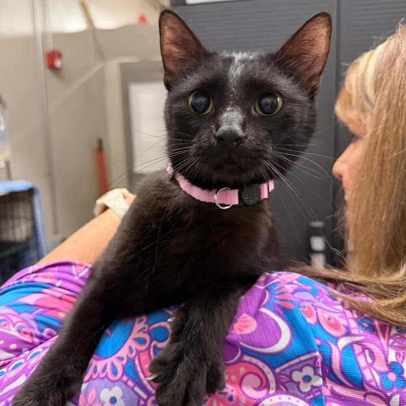 A young medium-sized female Black Domestic Short Hair cat named Victoria for adoption in Middleburg Heights , OH