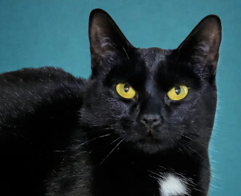 A young medium-sized female Black Domestic Short Hair cat named Frito for adoption in Euclid, OH