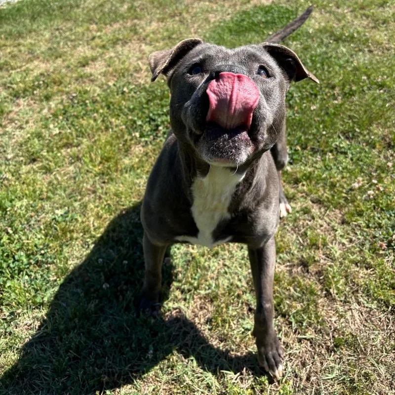 An adult medium-sized female Gray / Blue / Silver Pit Bull Terrier dog named Piggy for adoption in Roxboro, NC