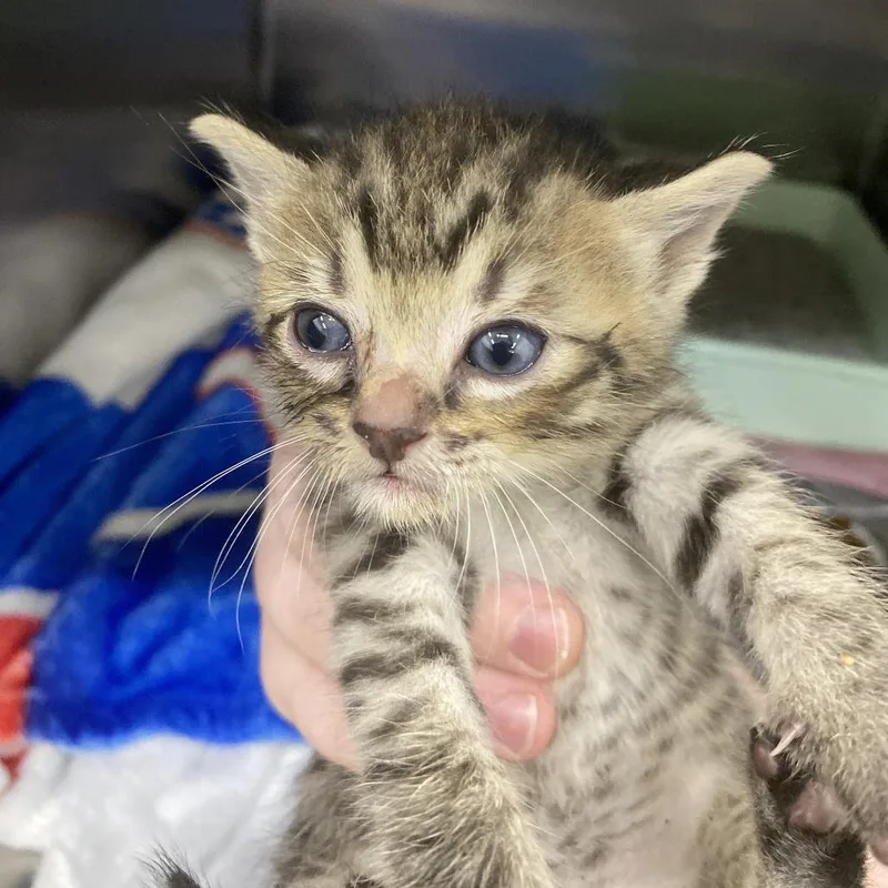 A baby small-sized male Brown / Chocolate Domestic Short Hair cat named Neteyam for adoption in Auburn, AL