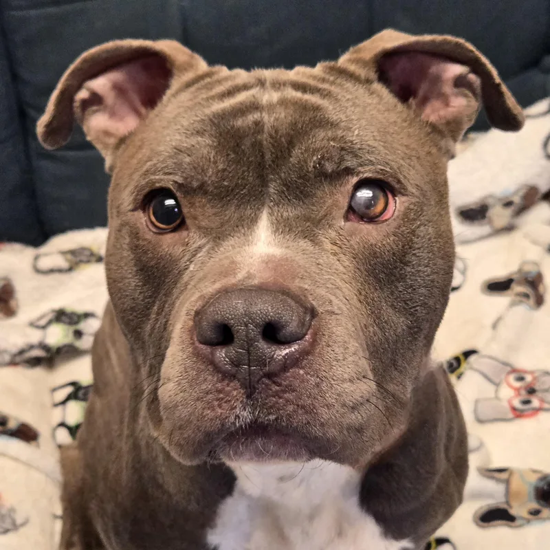 An adult medium-sized male Gray / Blue / Silver Pit Bull Terrier dog named Edward for adoption in Normal, IL