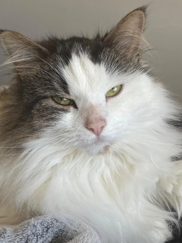 A young medium-sized female Domestic Short Hair cat named Sky for adoption in Pomona, NY
